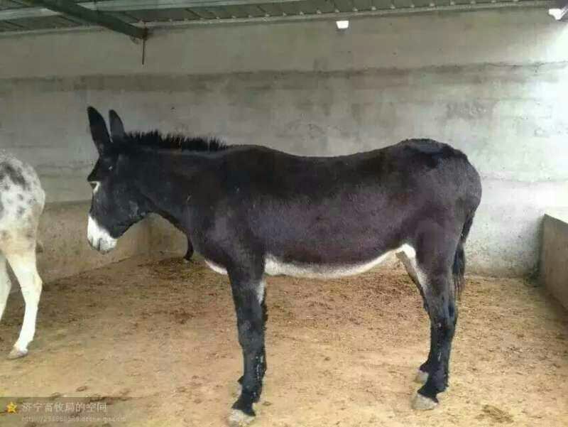 肉驴400~500斤