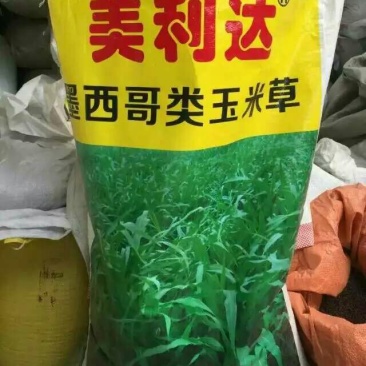 墨西哥玉米草