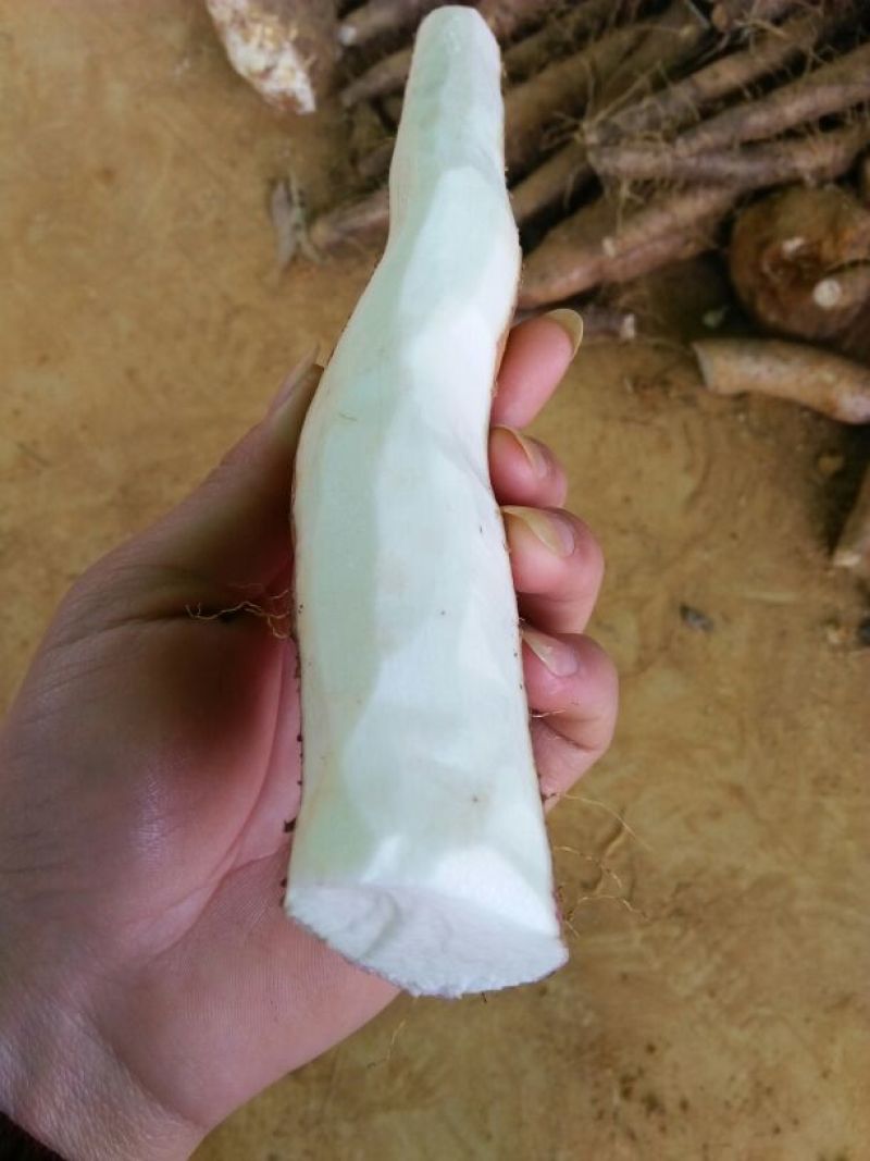 淮山药