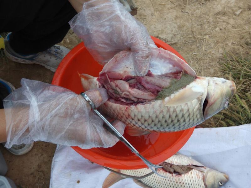 池鲤鱼食用1~2公斤