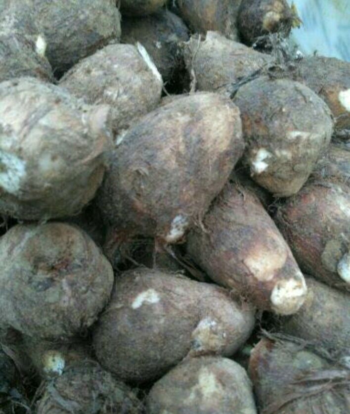 山东潍坊市安丘市芋头8520 4厘米以上批发_刘