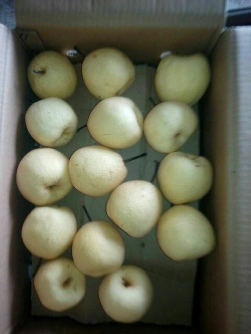 酥梨200~250g纸袋