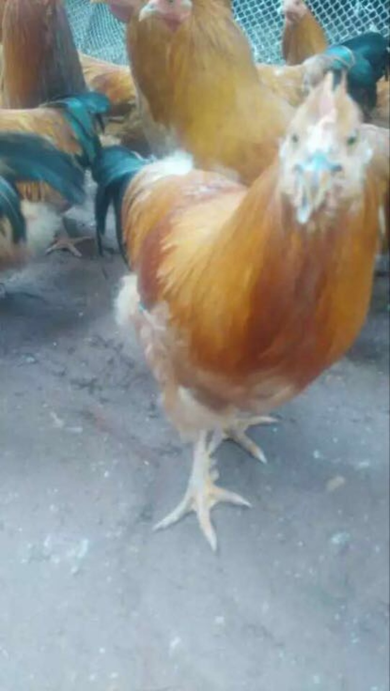 土鸡