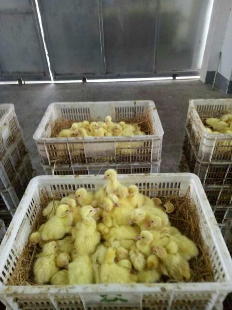 鹅苗250g以下