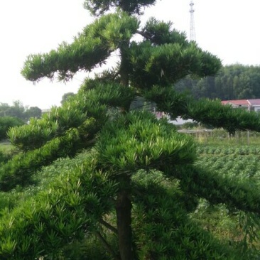 造型松10公分