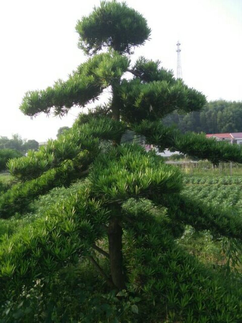 造型松10公分