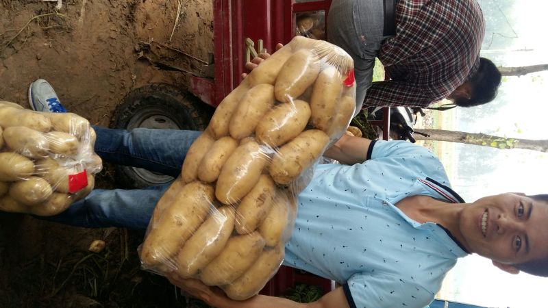荷兰十五土豆3两以上通货