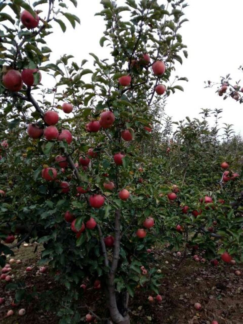 陕西秦冠苹果，光果秦冠，纸代秦冠冷库大量有贷