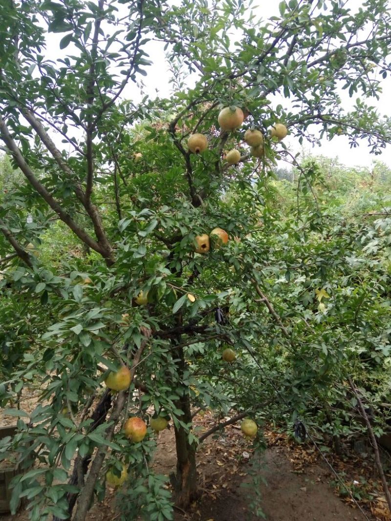红石榴苗60~70cm