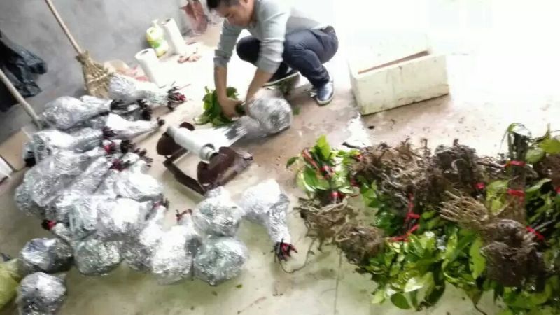 布福娜树苗30~50cm