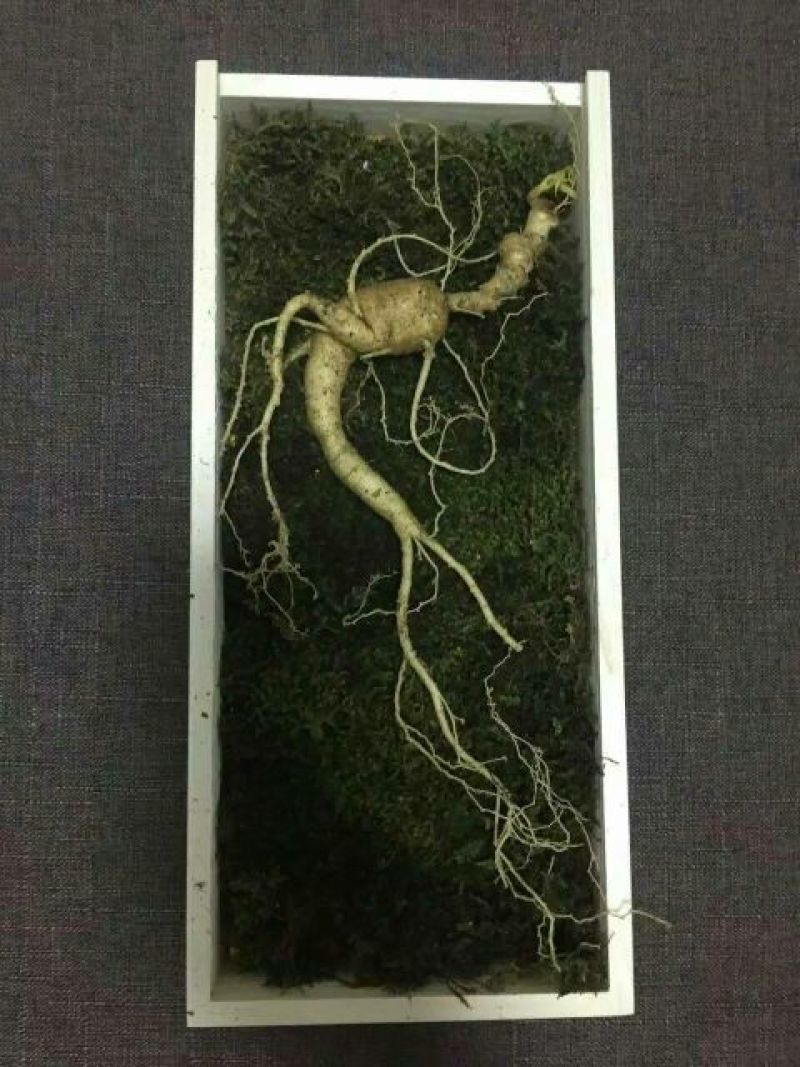 林下参