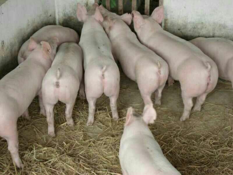 福建三元仔猪批发品种齐全防疫严格送猪到家