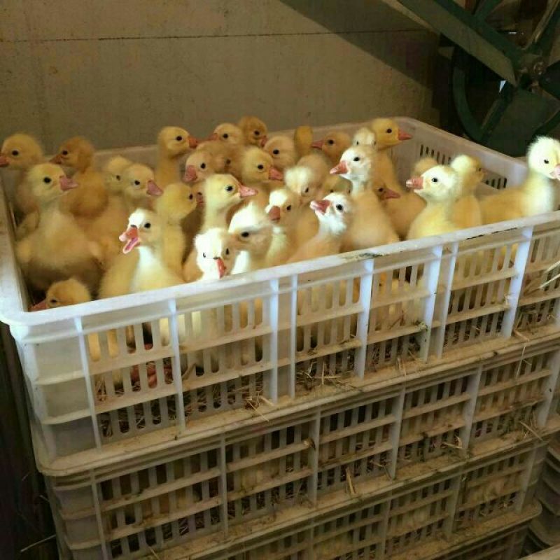 四季鹅苗250g以下