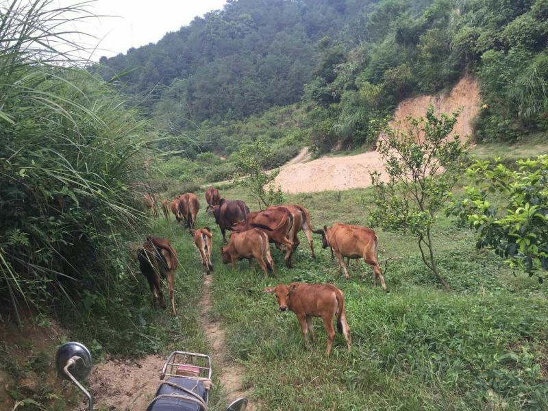 黄牛200~300kg