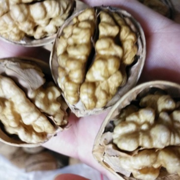 薄皮核桃去皮干