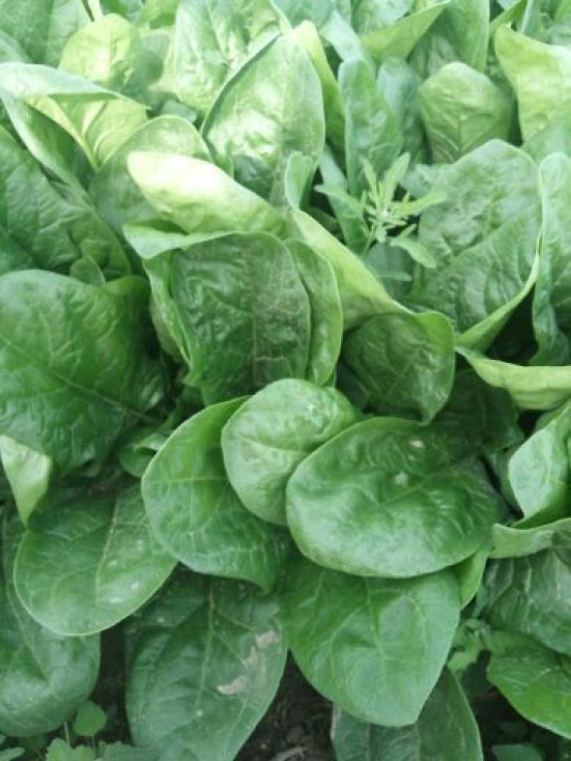 大叶菠菜30~45厘米对接全国市场量大从优品质**欢迎采购