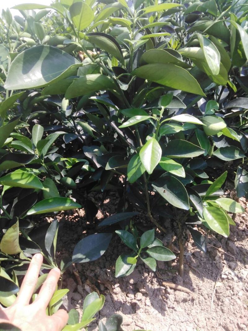 纽荷尔脐橙苗30~50cm纽荷尔脐橙苗30~50cm
