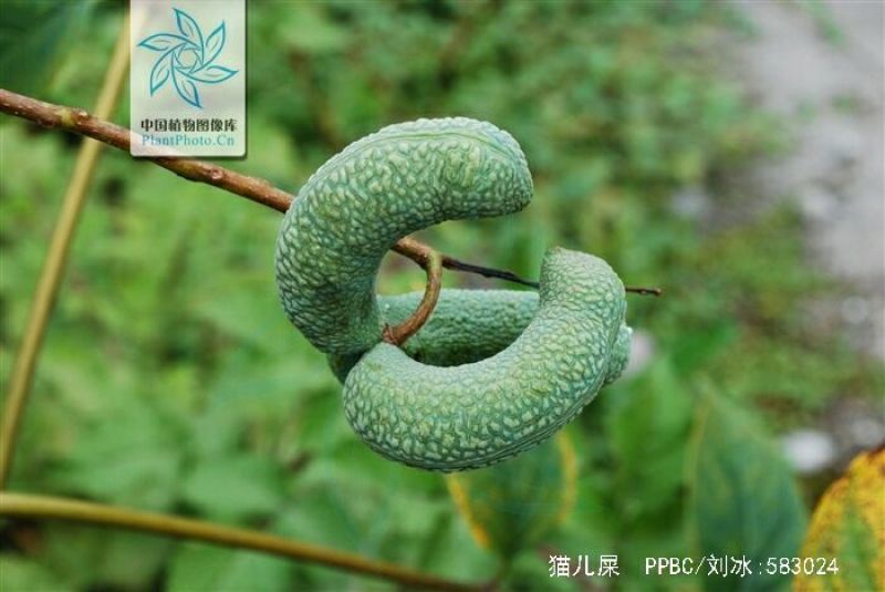 八月瓜60g以下