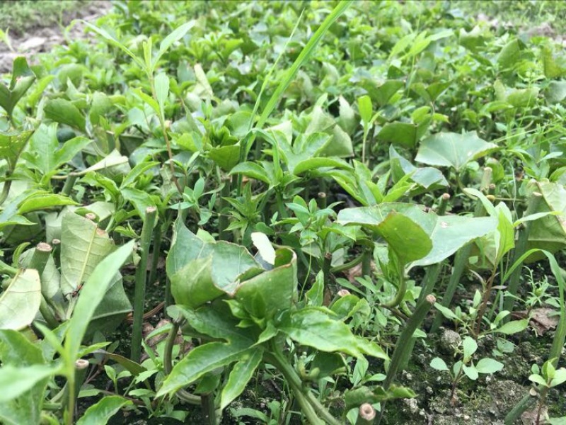紫香1号百香果苗