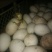 皖西白鹅苗250g以下