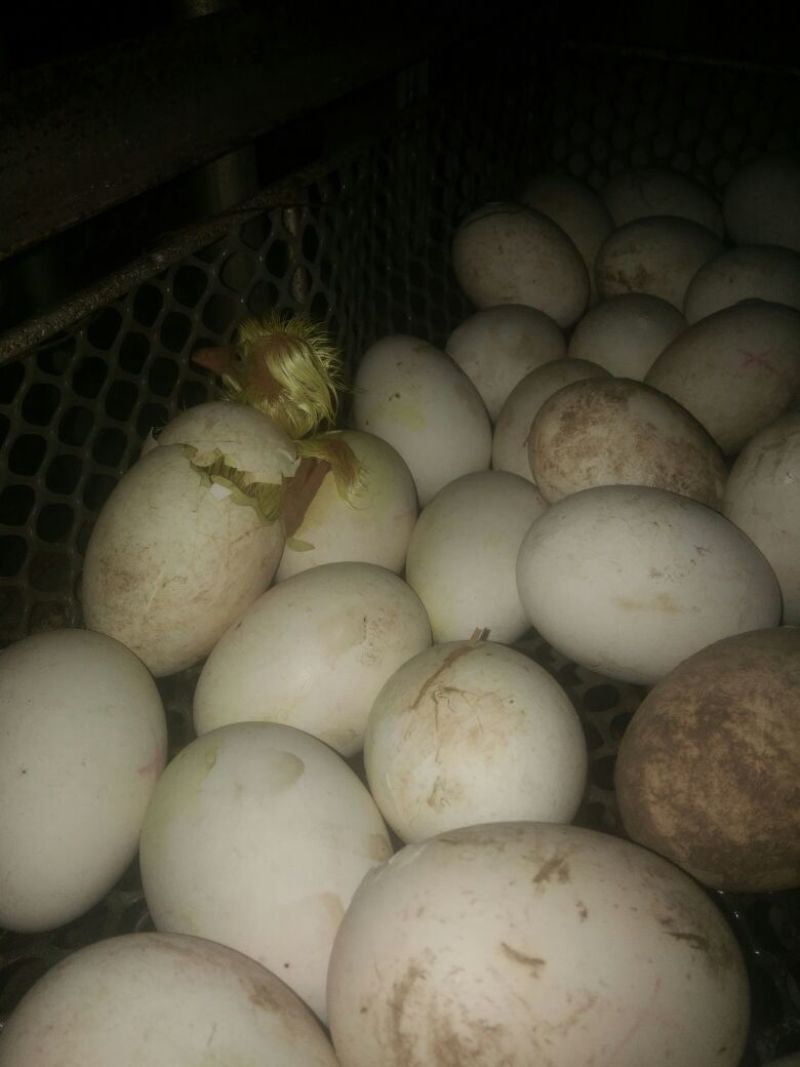 皖西白鹅苗250g以下