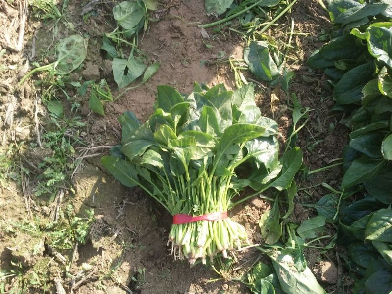 大叶菠菜25~30厘米
