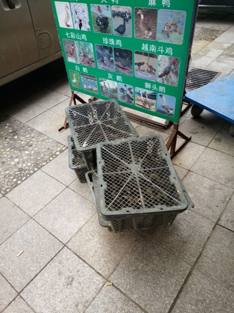 鸡苗1斤以下