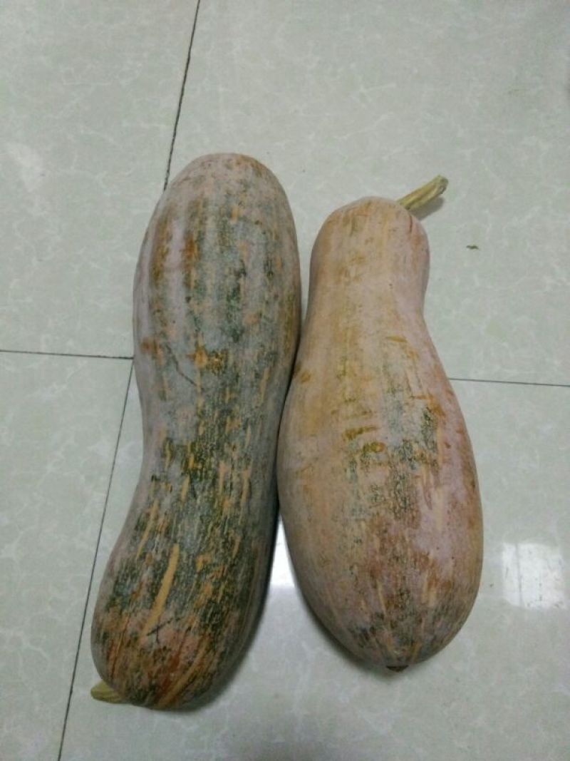 甜面南瓜1~2斤以上长条形