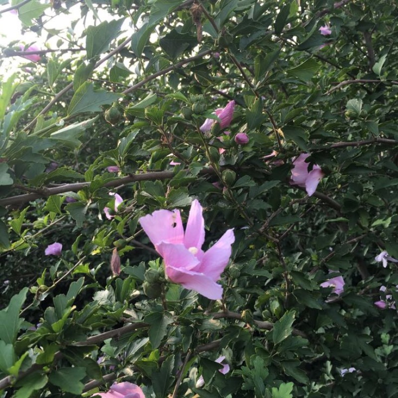 木槿