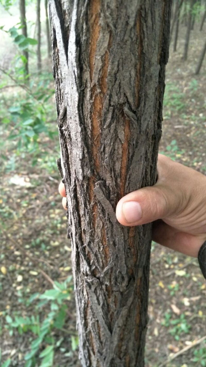 山槐8~10cm8~10cm1~2米