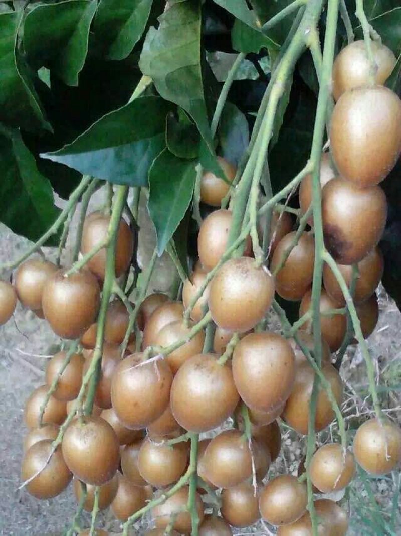 黄皮果球形