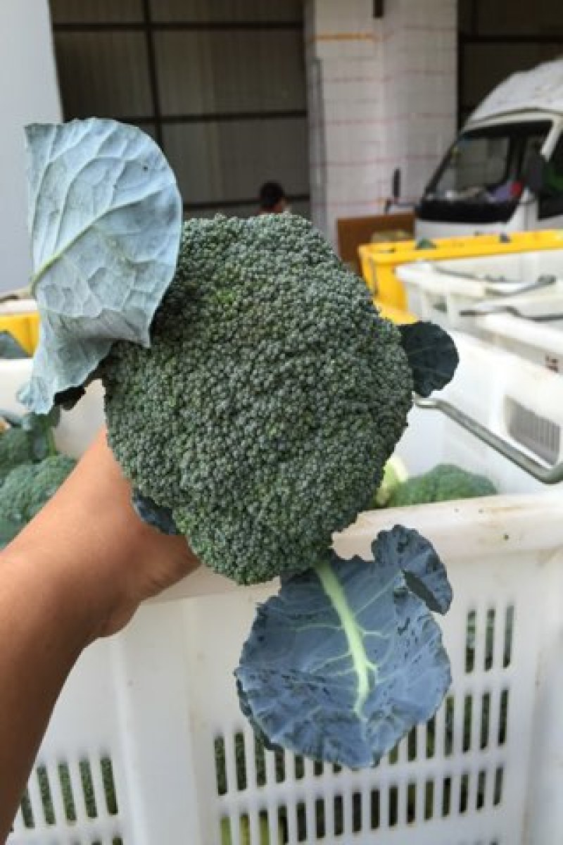 优秀西兰花
