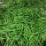 线椒15~20厘米中辣新苗上市全国发货