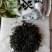 山茶一级