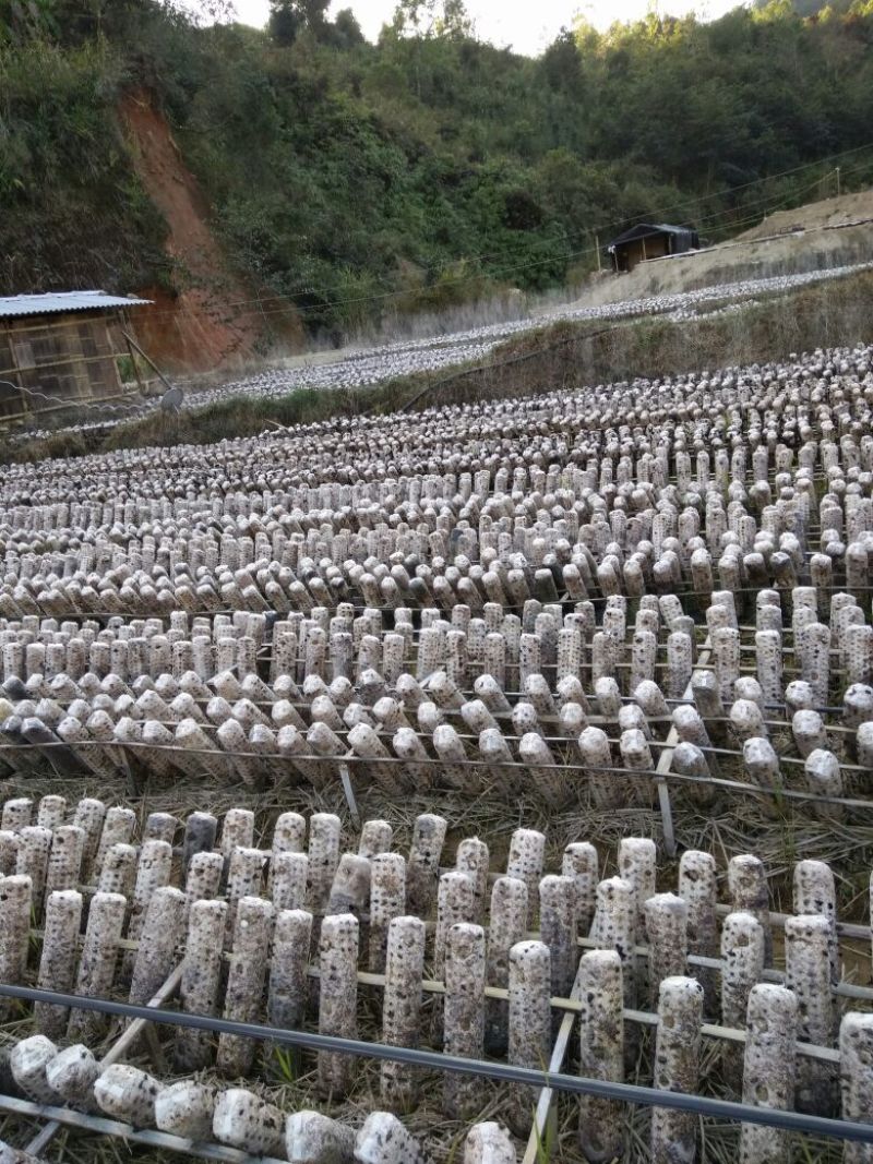 黑木耳一级