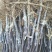 苹果树苗70~80cm