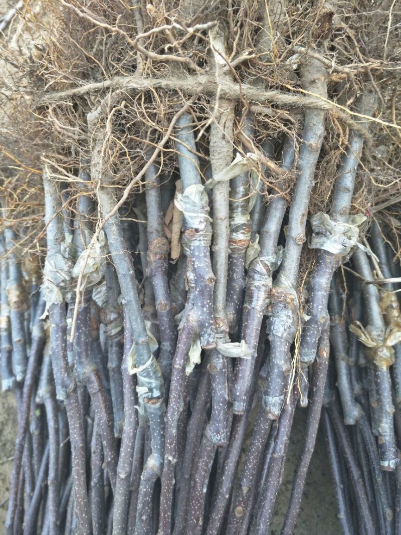 苹果树苗70~80cm