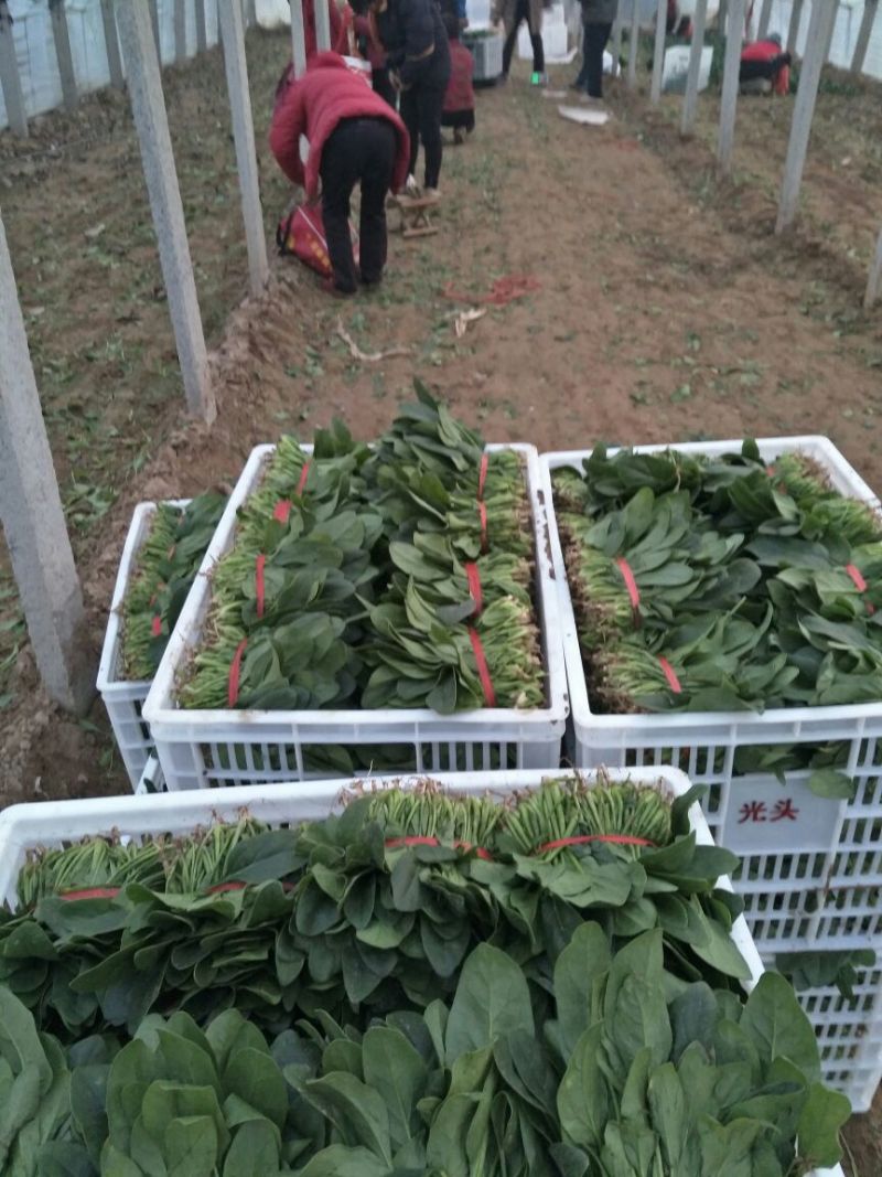 菠菜20~25厘米