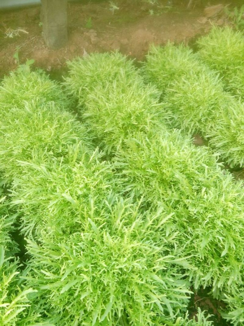 苦菊10~12cm