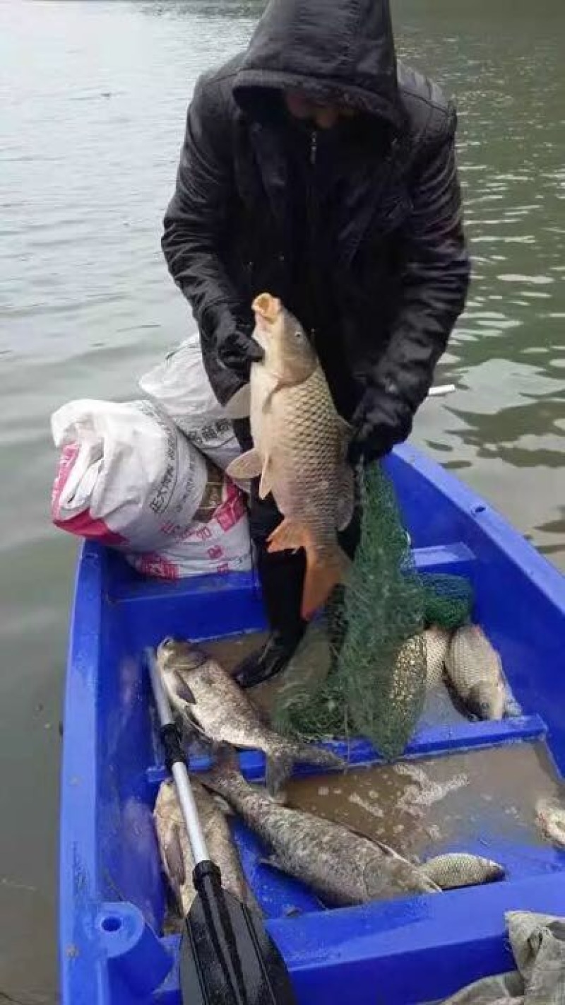花白鲢