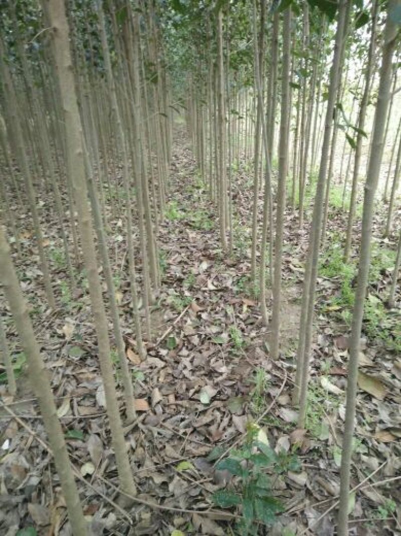 大叶女贞4cm以下