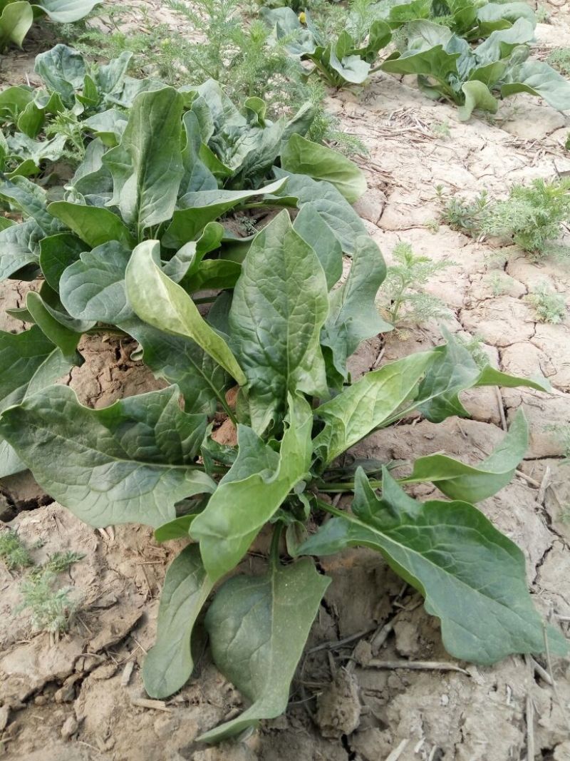 大叶菠菜