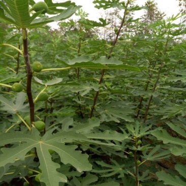 无花果树80~100cm