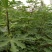 无花果树80~100cm