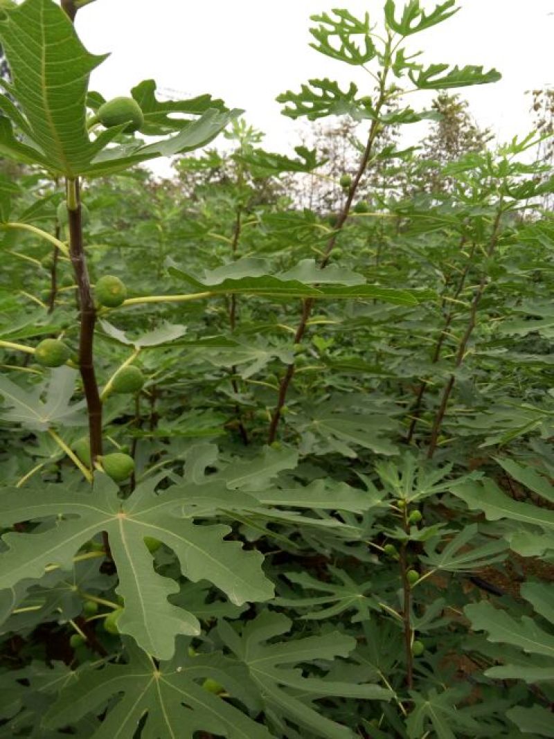 无花果树80~100cm