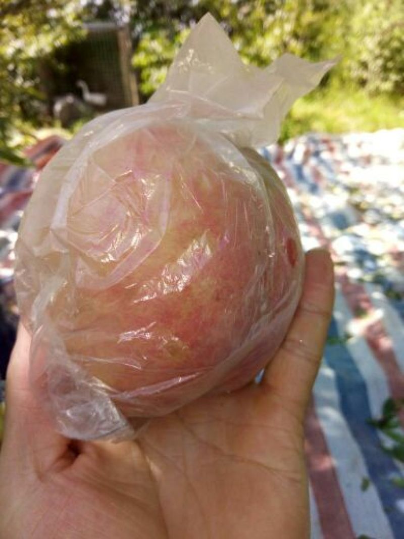 阿布白桃70mm以上