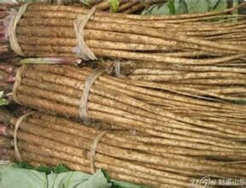 牛蒡牛蒡丝，牛蒡茶