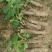 葛根种苗粉葛苗（搭配营养土，免费提供育苗种植技术）