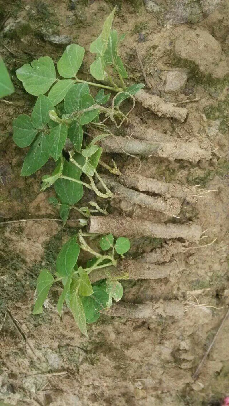 葛根种苗粉葛苗（搭配营养土，免费提供育苗种植技术）