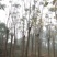 黄山栾树